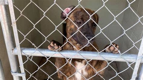 Anderson county animal shelter - Kerr County Animal Services, Kerrville, TX. 8,880 likes · 625 talking about this. Helping pets find their owner. If the owner fails to claim their pet, we make them available for adoption!